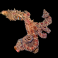Abdopus aculeatus M