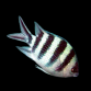 Abudefduf sexfasciatus 5-7 cm