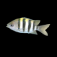 Abudefduf vaigiensis 2-3 cm