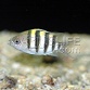 Abudefduf vaigiensis