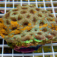 Acanthastrea echinata Golden Mosaic