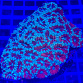 Acanthastrea lordhowensis Ruby storm