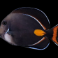 Acanthurus achilles S 8-10 cm RARE Pacifique