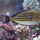 Acanthurus lineatus