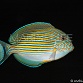 Acanthurus lineatus