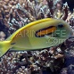 Acanthurus olivaceus Adulte