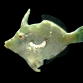 Acreichthys tomentosus 3-5 cm