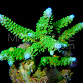 Acropora abrolhosensis
