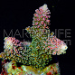 Acropora abrotanoides