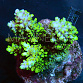 Acropora abrotanoides