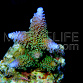 Acropora aspera
