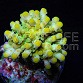 Acropora austera