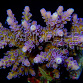 Acropora austera