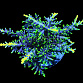 Acropora carduus M Hurlock staghorn red with yellow polyps