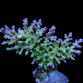 Acropora carduus M Purple