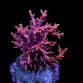 Acropora carduus S Red dragon