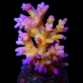 Acropora caroliniana S Purple
