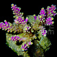 Acropora cerealis