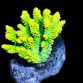 Acropora clathrata 4-6cm yellow