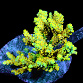 Acropora cyrtherea S Yellow Pikachu, bright yellow corallites with pink tips