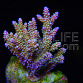 Acropora desalwii
