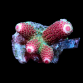 Acropora digitifera M Red base