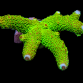 Acropora digitifera S Green tip red