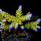 Acropora divaricata