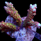 Acropora divaricata M Rainbow