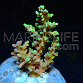 Acropora echinata