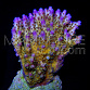 Acropora efflorescens