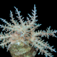 Acropora fenneri 6-10cm blue tips Deep water species