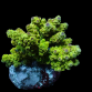 Acropora florida M Metallic green