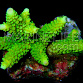 Acropora formosa