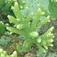 Acropora formosa