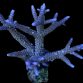 Acropora formosa S Blue