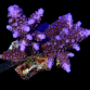 Acropora formosa S Purple