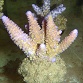 Acropora gemmifera