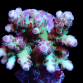 Acropora granulosa S Purple