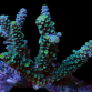 Acropora hoeksemai 6-10cm Blue Tip Green