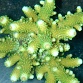 Acropora humilis