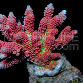 Acropora hyacinthus