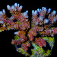 Acropora hyacinthus