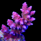 Acropora insignis 4-6cm Purple