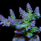 Acropora insignis 6-10cm Green purple