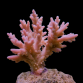 Acropora jacquelineae 6-10cm Pink/Blue