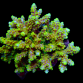 Acropora latistella S Red Yellow