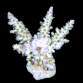 Acropora longicyathus 4-6cm White/Purple