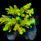 Acropora loripes