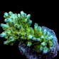Acropora loripes M Green